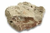 Unprepared, Fossil Oreodont (Merycoidodon) Jaw - South Dakota #249285-1